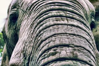 南非，hazyview，大象保护区，爱，善良，友好，破裂，皮肤