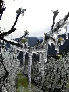 Eiwein,vreisen,葡萄园,霜冻,葡萄酒种植,冬季,葡萄藤,冰 Eiwein,vreisen,葡萄园,霜冻,葡萄酒种植,冬季,葡萄藤,冰