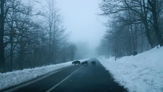 猪,冬天,冰,雪,路,修道院,披头士,奇怪 猪,冬天,冰,雪,路,修道院,披头士,奇怪
