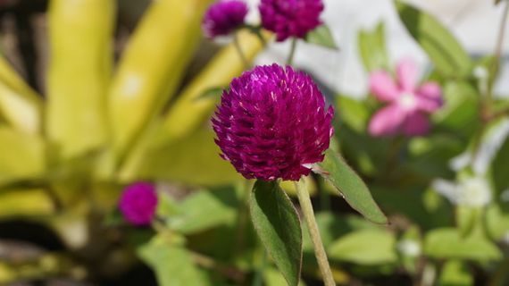 地球苋，学士扣，花，苋菜，开花植物，花，植物，自然之美