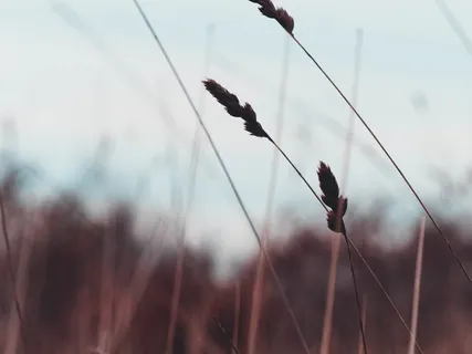 小麦的轮廓 小麦的轮廓
