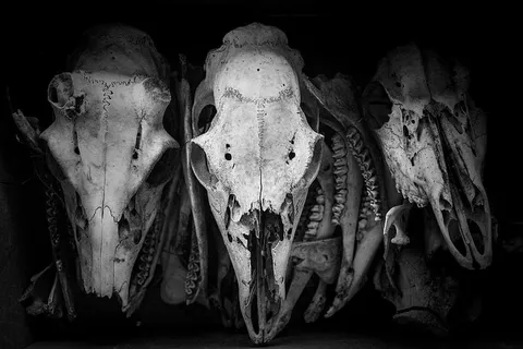 白色骷髅装饰，白色骷髅，物品，懒惰，骨头，收藏，恐怖，万圣节