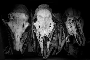 白色骷髅装饰，白色骷髅，物品，懒惰，骨头，收藏，恐怖，万圣节