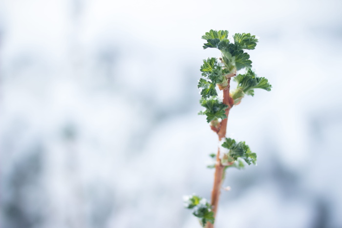 美国，科罗拉多泉，白色，绿色，生命，雪，树枝，棕色