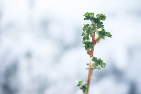 美国,科罗拉多泉,白色,绿色,生命,雪,树枝,棕色 美国,科罗拉多泉,白色,绿色,生命,雪,树枝,棕色