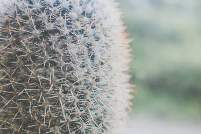 绿色仙人掌的特写摄影