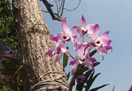花,兰花,花园,巴西,铃木,亚马逊,植物,花 花,兰花,花园,巴西,铃木,亚马逊,植物,花