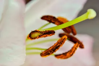 花朵、白色、粉色、兰花、兰花状、兰花目、野生兰花、自然