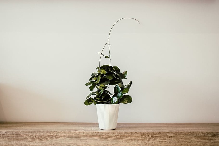 白色陶瓷壶绿色植物
