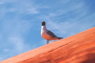 黑头鸥海鸥黑头鸟芬兰赫尔辛基动物主题