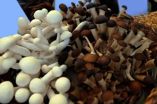 蘑菇、香菇、美味、开胃、维生素、秋天、森林地板、大类物体