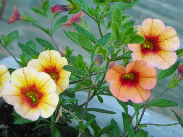 米色花瓣花，花冠，花，植物，花园，牵牛花，开花，春天