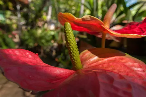 红掌,热带,植物,大叶,彩色,植物群,树叶,景观 红掌,热带,植物,大叶,彩色,植物群,树叶,景观