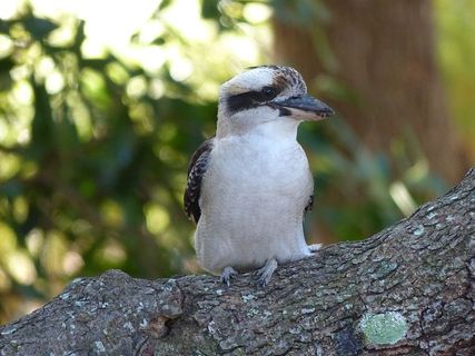 笑翠鸟，鸟类，澳大利亚，本土，澳大利亚本土鸟类，本土鸟类，栖息，野生动物