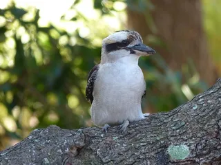 笑翠鸟，鸟类，澳大利亚，本土，澳大利亚本土鸟类，本土鸟类，栖息，野生动物