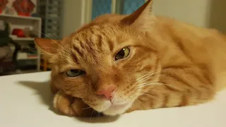 特写照片，橙色，虎斑，猫，白色，表面，厌世，无聊