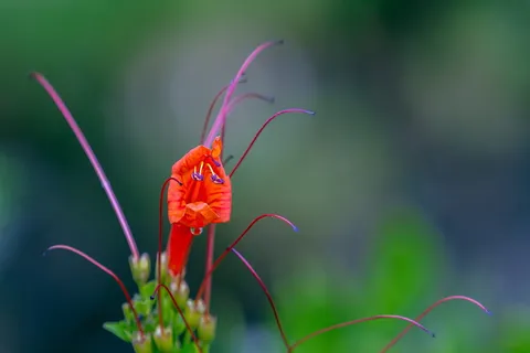 花卉、代表、户外、植物园、米尔杜拉、开花植物、大自然之美、植物