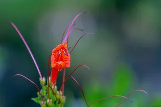 花卉、代表、户外、植物园、米尔杜拉、开花植物、大自然之美、植物