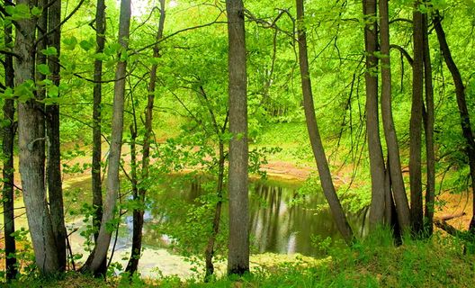 con2011，《自然、场景、沼泽、森林、树木、植物、大自然之美》