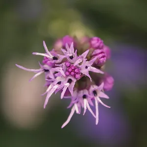 开花，开花，辉煌缺口，紫色，特写，花，开花植物，脆弱