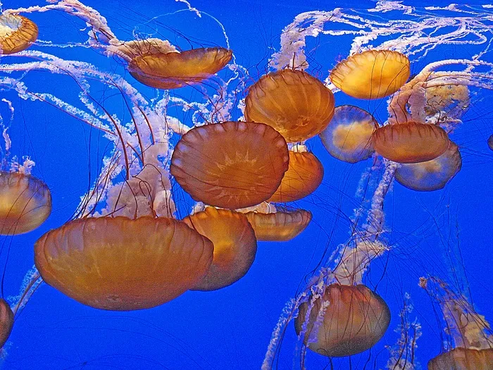 水母, 海洋生物, 动物, 无脊椎动物, 海洋, 水, 美丽, 海