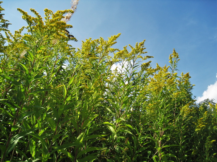 一枝黄花，蜜蜂，一枝黄花，黄金，菱形，黄金菱形，属，复合材料