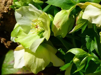 流行玫瑰，开花，开花，花，春天，生长，植物，自然之美