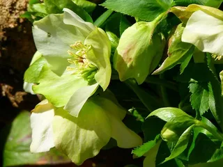 流行玫瑰，开花，开花，花，春天，生长，植物，自然之美