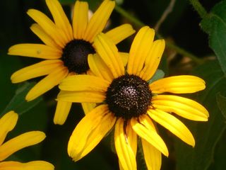 rudbeckia、黑眼苏珊、黄色、夏季、雏菊、明亮、田野、颜色