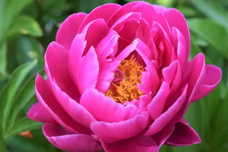 德国，汉堡，夏天，粉色，自然，玫瑰，花朵，植物