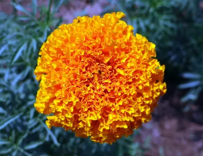万寿菊、花朵、黄色、genda、詹杜波尔、gondephool、万寿菊、菊科 万寿菊、花朵、黄色、genda、詹杜波尔、gondephool、万寿菊、菊科