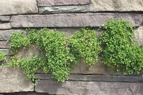 采购产品植物,花瓶,陶器,罐子,灌木,植被,盆栽植物,花盆 采购产品植物,花瓶,陶器,罐子,灌木,植被,盆栽植物,花盆