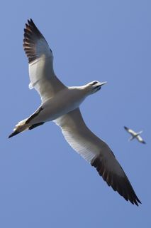 动物,鸟类,飞行,飞翔,海鸥,海鸥,天空,翅膀 动物,鸟类,飞行,飞翔,海鸥,海鸥,天空,翅膀