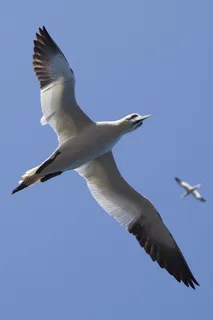 动物,鸟类,飞行,飞翔,海鸥,海鸥,天空,翅膀 动物,鸟类,飞行,飞翔,海鸥,海鸥,天空,翅膀