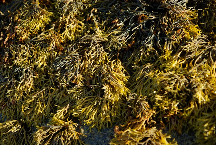 藻类，岩石，水生植物，植物，全框架，无人，特写，自然
