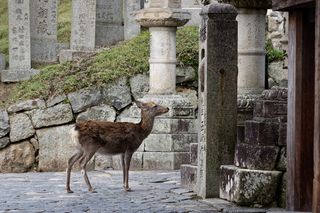 棕鹿饰面混凝土柱