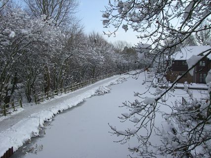 雪，运河，冬天，寒冷的温度，树，白色，宁静的景色，植物