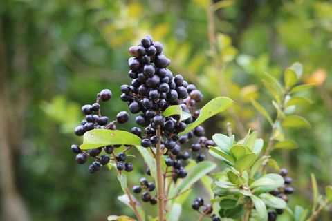 葡萄干、黑葡萄、森林、水果、健康饮食、生长、食品和饮料、食品