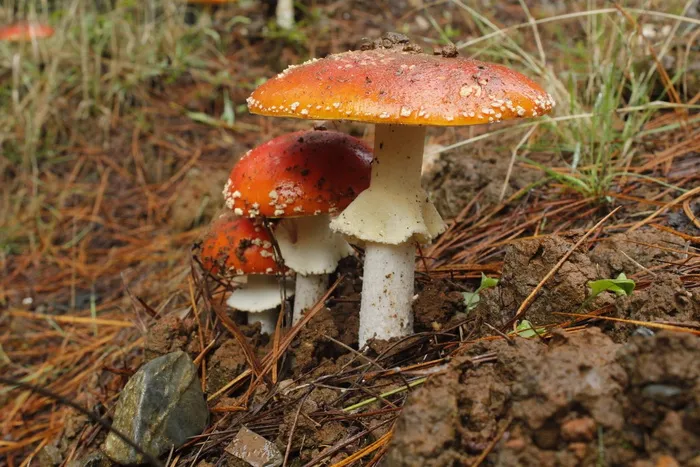菌类, 森林, 蘑菇, 野生, 自然, 秋季, 菌类, 白
