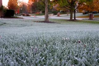 秋天，早晨，冰，冬天，草，植物，树，生长