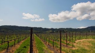 美国，纳帕谷，成排，葡萄，葡萄藤，葡萄酒，葡萄藤，树枝