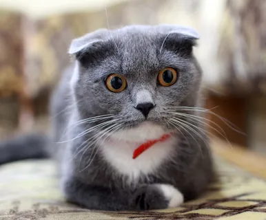 短涂层灰色小猫,猫,英国,英国猫,折叠,宠物,小猫,宠物 短涂层灰色小猫,猫,英国,英国猫,折叠,宠物,小猫,宠物