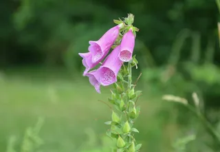 Fleurs, 粉红色, 性质, fleurs des champs, 绿色, 颜色粉红色, 花, 开花