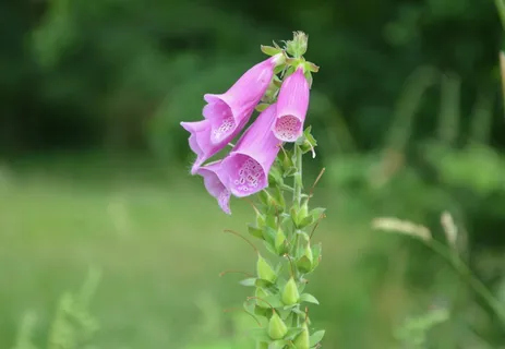 Fleurs, 粉红色, 性质, fleurs des champs, 绿色, 颜色粉红色, 花, 开花 Fleurs, 粉红色, 性质, fleurs des champs, 绿色, 颜色粉红色, 花, 开花