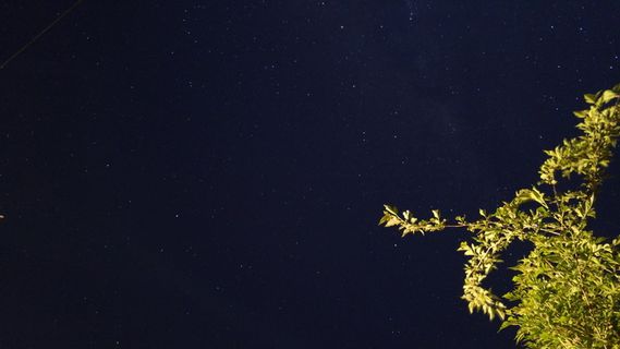 夜晚，天空，星星，长博览会，星星-空间，天文学，空间，树