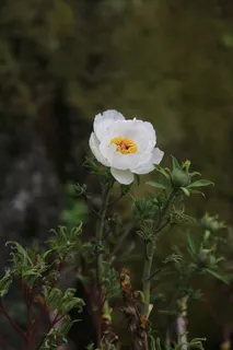 牡丹, 牡丹, 的, 花, 植物, 自然, 花瓣, 春天