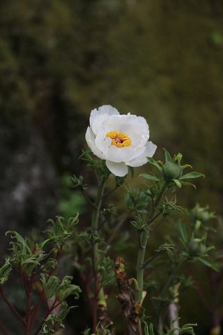 牡丹, 牡丹, 的, 花, 植物, 自然, 花瓣, 春天