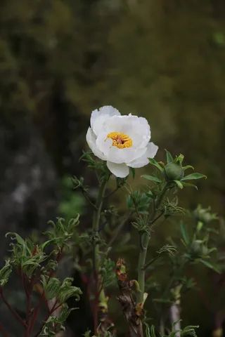 牡丹, 牡丹, 的, 花, 植物, 自然, 花瓣, 春天