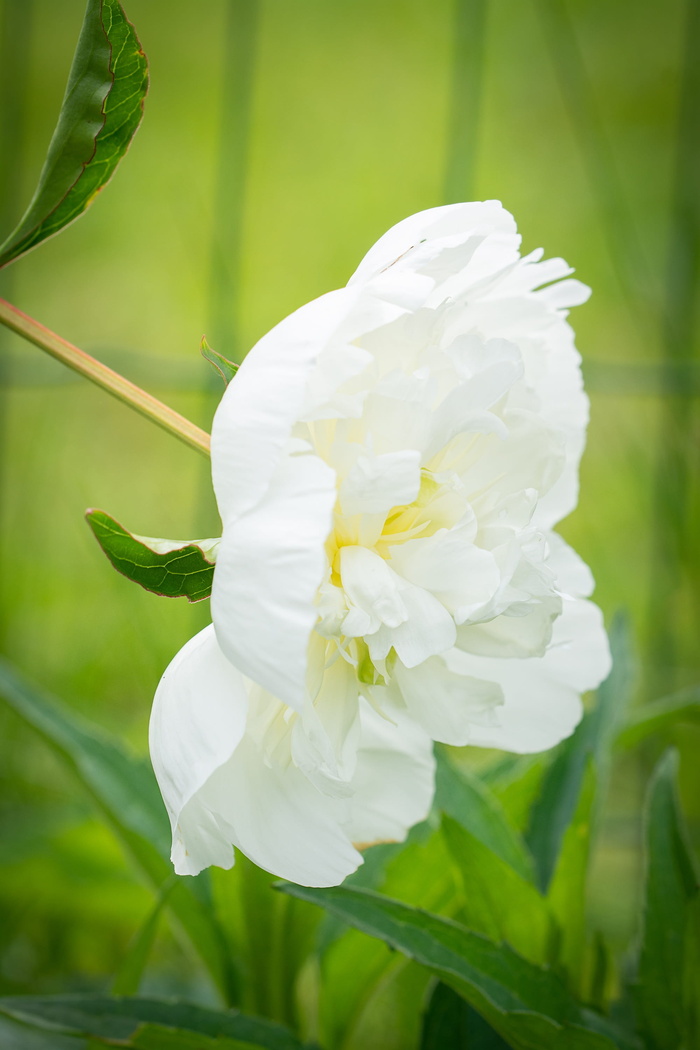 牡丹, 白, 白牡丹, 开花, 白花, 双花, 花