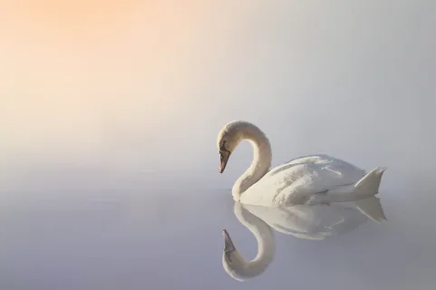 白,天鹅摄影,白天,天鹅,自然,雾,水,动物 白,天鹅摄影,白天,天鹅,自然,雾,水,动物